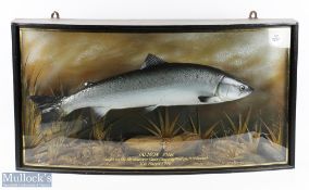Taxidermy Cased Fish of Salmon by Roger Brookes Taxidermy Ltd, a 10lb Salmon caught on the
