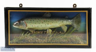 Taxidermy Cased Fish of a Brown Trout 1lb 4ozs caught by G L Worthington, River Monnow, June 5th