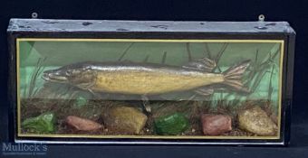 Taxidermy Cased Fish of a small Pike fish length approx. 54cm long, faded makers label to top left