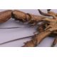FRANZ BERGMAN (1861-1936) Austrian, a cold painted bronze model of a crayfish, stamped. 12. - Image 12 of 13