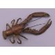 FRANZ BERGMAN (1861-1936) Austrian, a cold painted bronze model of a crayfish, stamped. 12. - Image 4 of 13