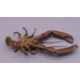 FRANZ BERGMAN (1861-1936) Austrian, a cold painted bronze model of a crayfish, stamped. 12. - Image 8 of 13