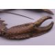FRANZ BERGMAN (1861-1936) Austrian, a cold painted bronze model of a crayfish, stamped. 12. - Image 6 of 13
