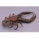 FRANZ BERGMAN (1861-1936) Austrian, a cold painted bronze model of a crayfish, stamped. 12. - Image 3 of 13
