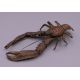 FRANZ BERGMAN (1861-1936) Austrian, a cold painted bronze model of a crayfish, stamped. 12. - Image 2 of 13