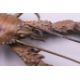 FRANZ BERGMAN (1861-1936) Austrian, a cold painted bronze model of a crayfish, stamped. 12. - Image 7 of 13
