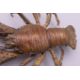 FRANZ BERGMAN (1861-1936) Austrian, a cold painted bronze model of a crayfish, stamped. 12. - Image 13 of 13