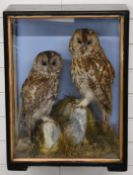 Late 19th/20thC taxidermy study of Tawny owls in glazed case, probably by Hutchings of