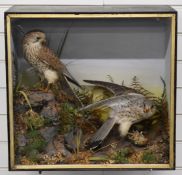 Late 19th/20thC taxidermy study of two kestrels with prey, in glazed case, probably by Shaws of