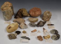 Collection of dinosaur and other fossils, many with annotated cards, including teeth and a vertebra