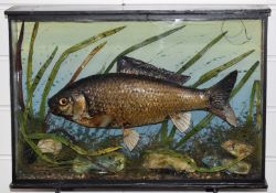 James Gardner of London taxidermy study of a crucian carp, in glazed case with aforementioned