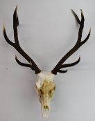 Taxidermy study deer antlers and skull, H93 x W57cm