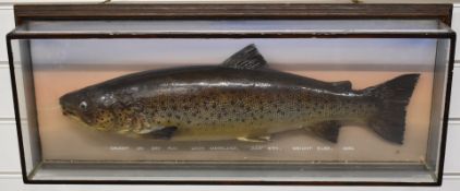 Taxidermy study of a ferox brown trout, in glazed case with script 'Caught Loch Merkland 6th June