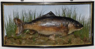 Taxidermy study of a mirror carp in bow fronted case, probably by Cooper, label within 'Carp,
