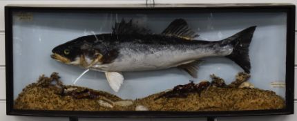 Taxidermy study of a sea bass in bow fronted glazed case, labels with 'Schumach and Son Taxidermist'