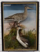 Late 19th/20thC taxidermy study of a curlew and a grebe, in glazed case, probably by Jeffries of