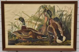 After J J Audobon lithograph 'Mallard Duck Anas Boschas', 63 x 97cm, glazed and in oak frame.