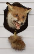 J Crewdson taxidermy study of a mounted fox mask and brush, H40cm