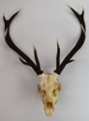 Taxidermy study deer antlers and skull, H85 x W60cm
