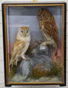 Late 19th/20thC taxidermy study of Barn and Tawny owls, in glazed case, probably by Hutchings of