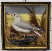 Late 19th/20thC William Bazeley of Northampton taxidermy study of a gull, in glazed case, Bazeley