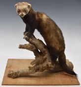 Taxidermy study of a polecat/ferret raised on a naturalistic log base, H47cm