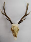 Taxidermy study deer antlers and skull, H80 x W55cm