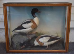 Edwardian Jeffries of Carmarthen taxidermy study of a pair of shelduck in naturalistic setting, in