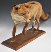 Taxidermy study of a prowling fox, raised on a wooden plinth, together with antlers and four deer