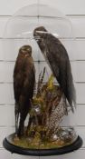 Late 19th/20thC taxidermy study of two Montague Harriers on a naturalistic mount, under a glass