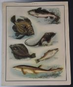 Macmillans Nature Class educational aids, in original slip case, overall size 56 x 44cm