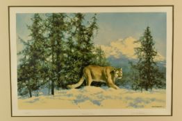 David Shepherd (1931-2017) signed limited edition 288/350 print 'Mountain Lion'  52 x 76cm