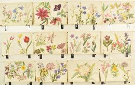 Alicia Henrietta Wedderburn, later Lady Hope (1823-1900) late 1870's album of botanical studies