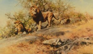 David Shepherd (1931-2017) signed limited edition 255/500 print 'Two Gentlemen of Savuti', lions