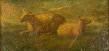 Oil on canvas study of two sheep, indistinctly signed possibly Cooper lower left, 10.5 x 20.5cm,