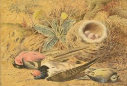 Fredrick S Flockton (1835-1901) 19thC watercolour still life of birds, nest and flowers, signed