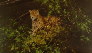 David Shepherd (1931-2017) signed limited edition 796/850 print 'Jaguar'  45 x 70cm