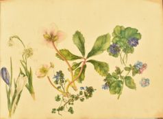 Susan Wedderburn (1785-1840) album of watercolour botanical studies of flowers, twenty nine pages in