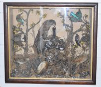 Victorian taxidermy study of ten birds including kingfishers, woodcock, kestrel and grouse, in a