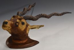 Taxidermy head and neck mount of a blackbuck, nose to tip of horns 72cm