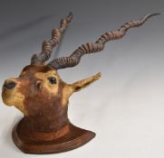 Taxidermy head and neck mount of a blackbuck, nose to tip of horns 72cm