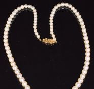 A single strand of cultured pearls with 9ct gold clasp, 42cm long