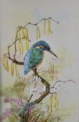 Daphne Ellman (Isle of Wight artist) watercolour/gouache study of a kingfisher on a branch,