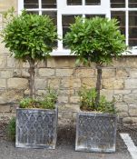 Pair of topiary bay trees, height 150cm