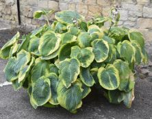 Large Hosta plant