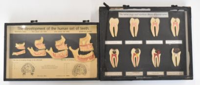 Two cased sets of instructional dental models including development, each 25 x 40cm