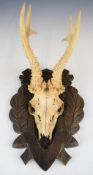Taxidermy pair of roe buck antlers and skull mounted on heavily carved wooden board, base of board