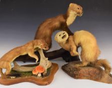 Four taxidermy stoats / weasels / Pine Marten, longest 57cm
