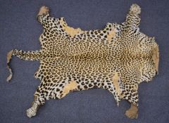 Victorian taxidermy leopard skin, L55 x W110cm