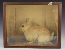 Taxidermy study of a rabbit, in glazed case, W41 x D16 x H32cm